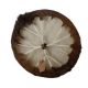 images/products/empathic-dru/goatskin-shamanic-drum-with-hair-msmg-001/005.jpg